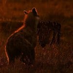 20_Steve Gunn_Hyena makes off with the spoils