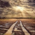 Damon Mitchell_After the Rain