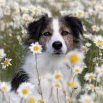 JC_20_Tami Nunley_Flower Power.