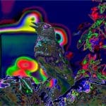 Mike Ward_Re-Imagined Jackdaw