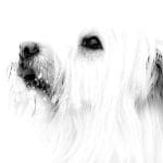 Peter Carter_Snow Dog