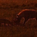 Steve Gunn_Jackal waits for the scraps left by the hyena