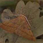 Andrew Nobbs_Feathered Thorn moth