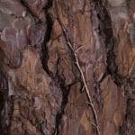 David Jones_Pine Bark