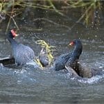 Derek Green_The Claws are Out