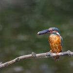 Martin Hommel_Kingfisher 2