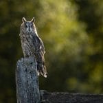 Rachel Watts_Long Eared Owl