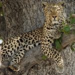 Steve Gunn_Leopard lounging in the Okavango Delta