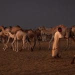 Stuart Craig_The Herdsman