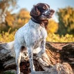 Tami Nunley_Charlie.