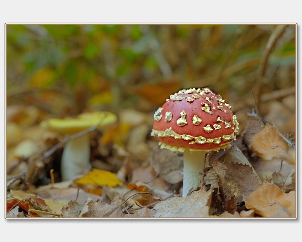 Andrew Nobbs - Fly Agaric - not for eating