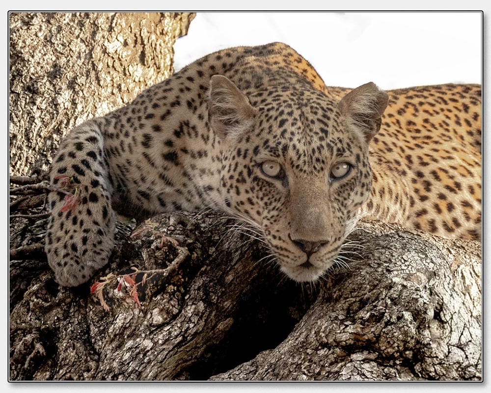 Christine D'Netto - Zambian leopard