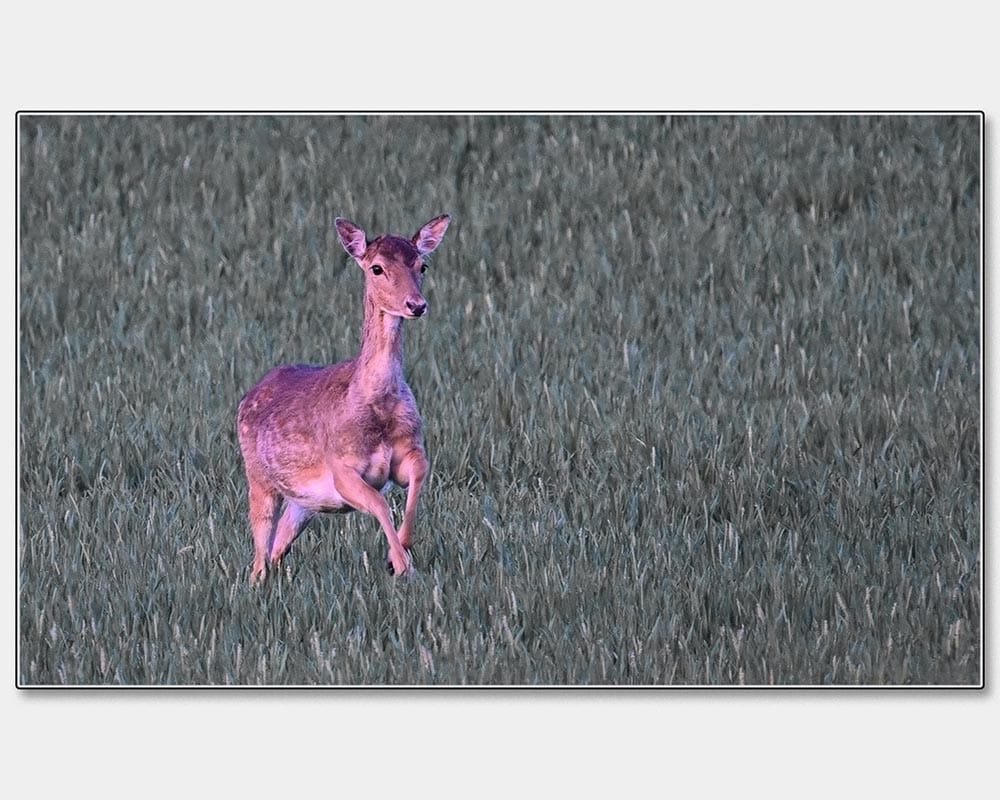 Derek Green - The Deer has not spotted me