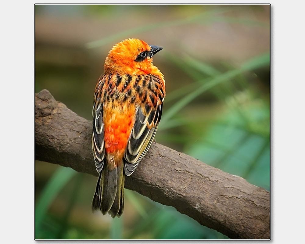 Mike Ward - Tropical Poser