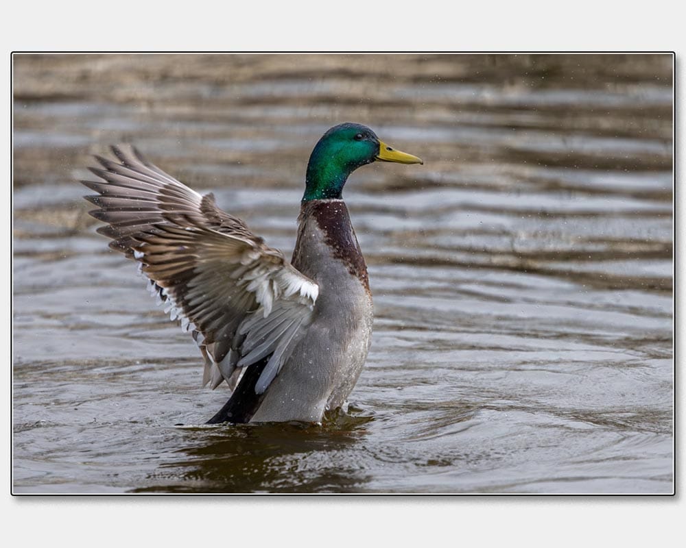 Rachel Watts - Don't get in a Flap - Mallard