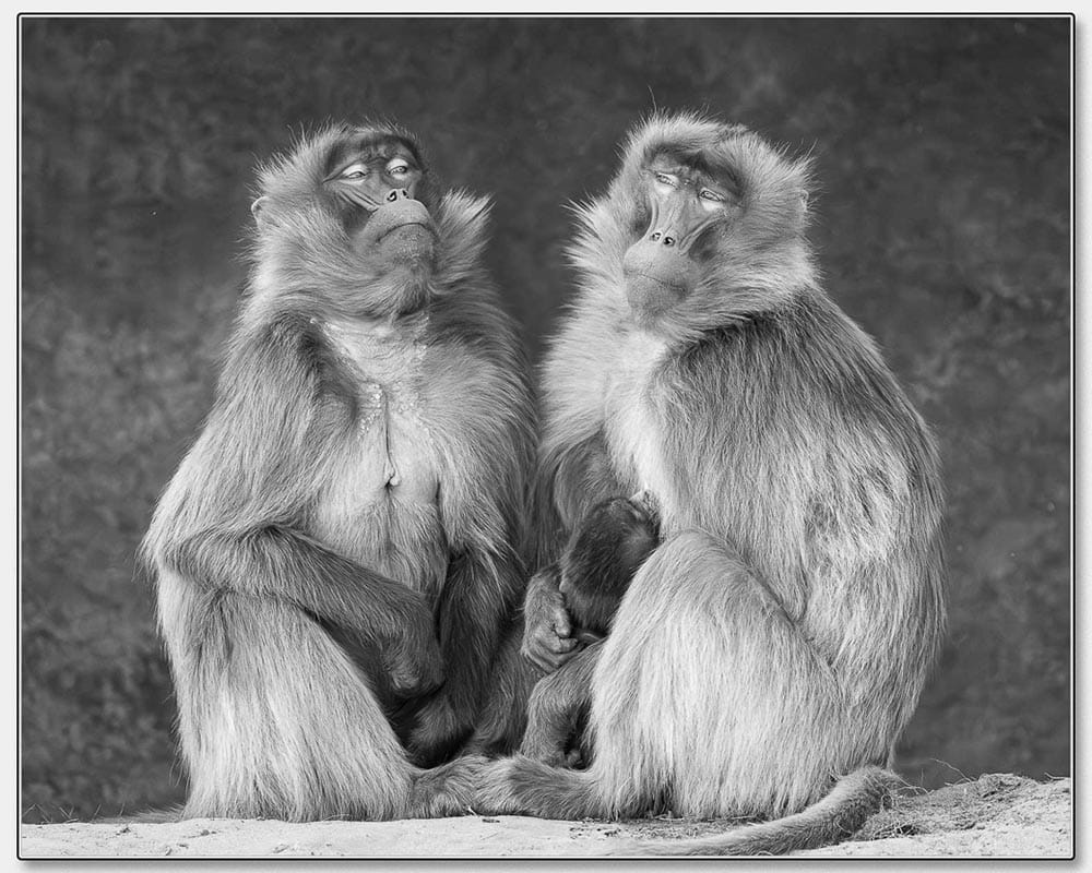 19_Caroline Petch_Family Bond