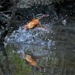 19_Derek Green_The Wendover Canal Catch