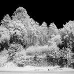 19_Martin Hommel_Moonscape forest