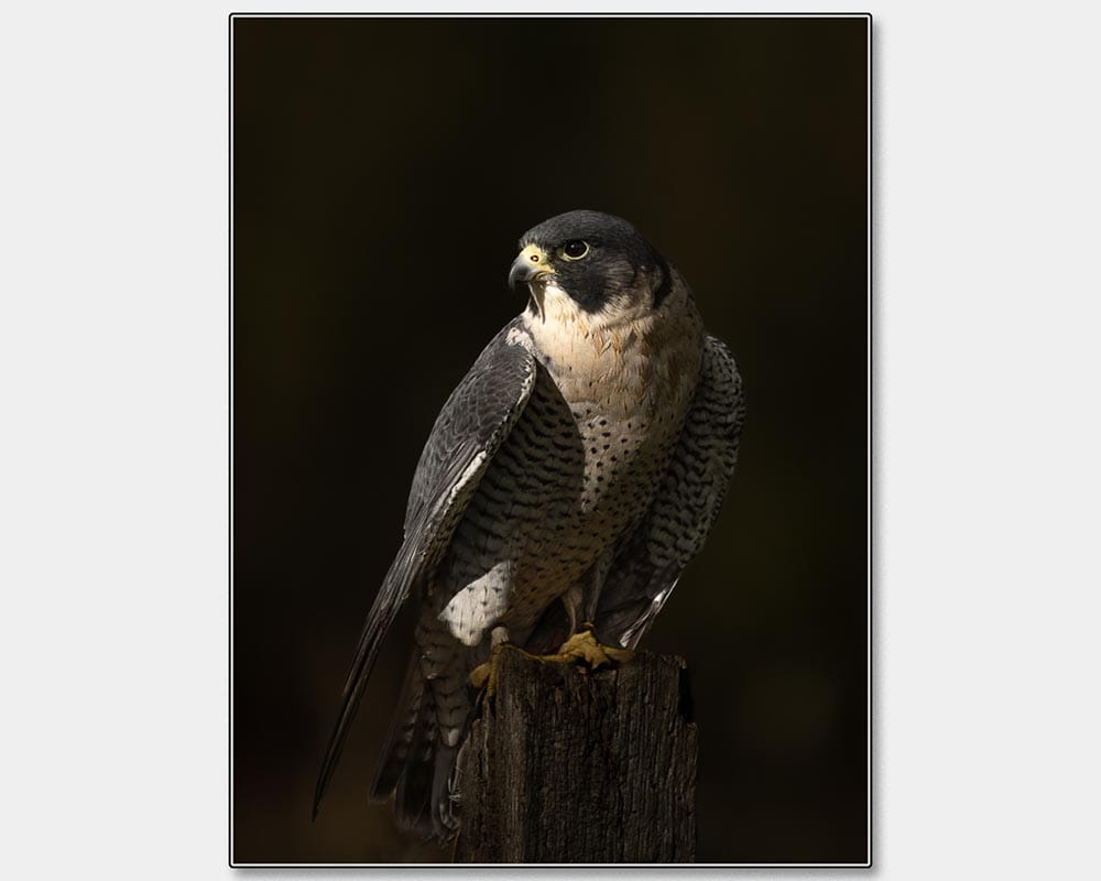1st-Caroline Petch_The Watchful Hunter