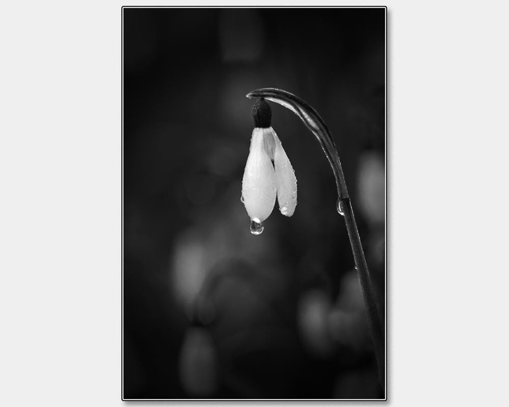 Snowdrop master