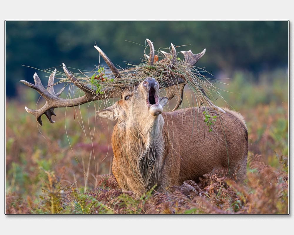 20_Rachel Watts_A Wild Stag Bellows