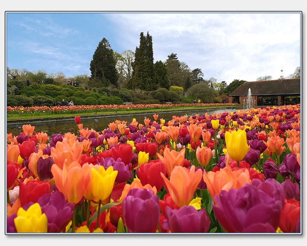 Andrew Nobbs_Tulip Time At RHS Wisley