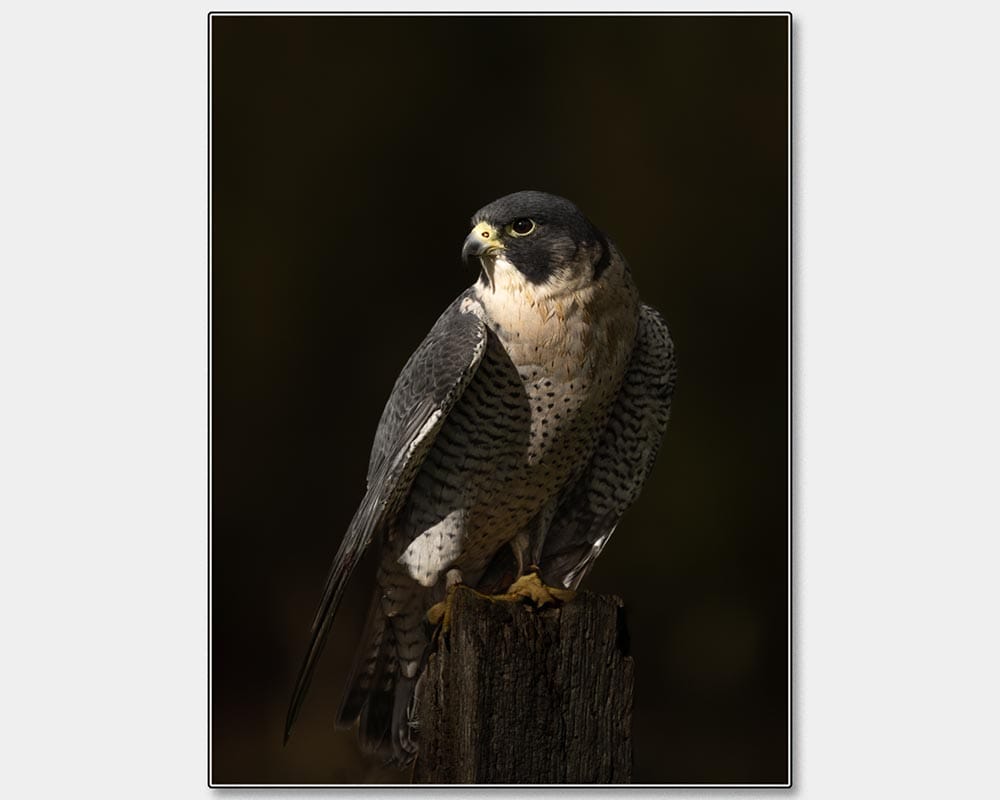 Caroline Petch_The Watchful Hunter