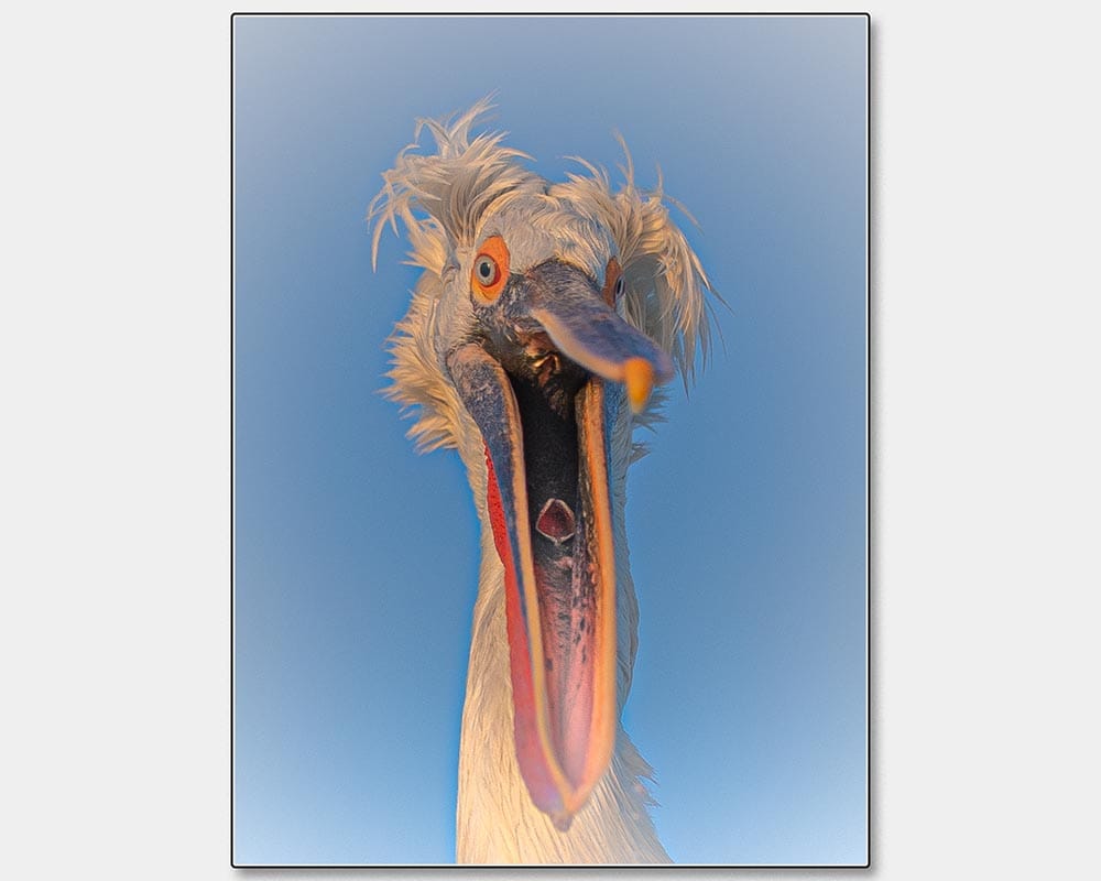 Christine D'Netto_An Awesome Dalmatian Pelican