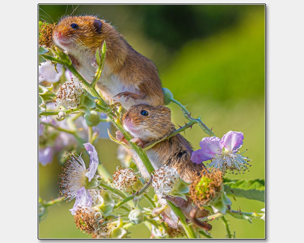 Christine D'Netto_Playful Harvest Mice