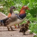 Damon Mitchell_A Family Walk