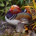 Damon Mitchell_A Mandarin Family