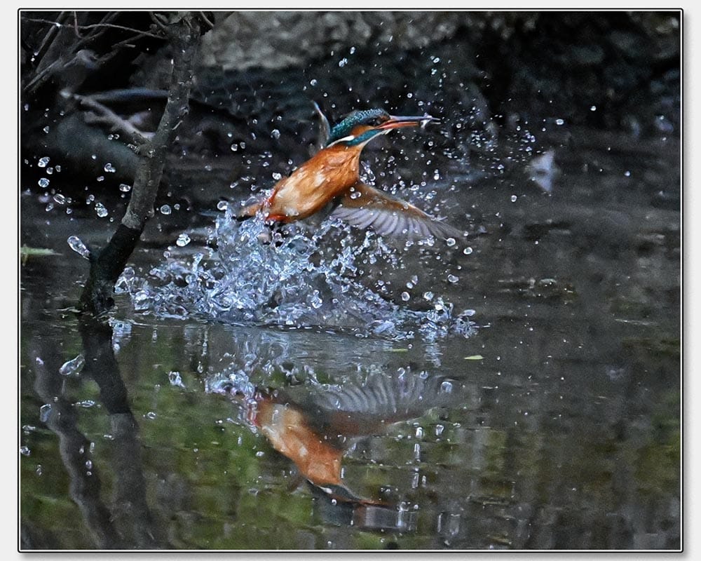 Derek Green_Wendover Canal Catch