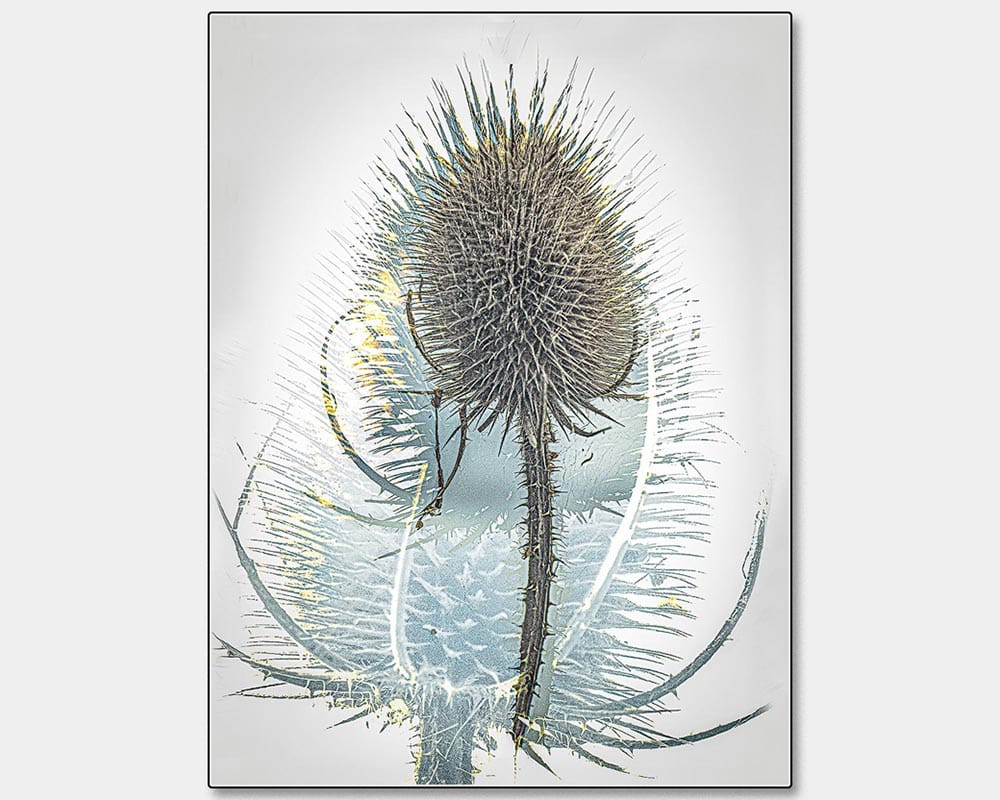 First_Kathy Chantler_Prickly Teazle