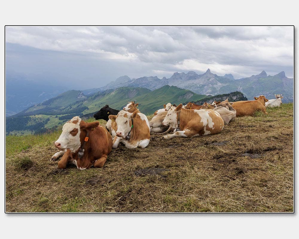 HC_Chris Andrews_We're Not Moooving