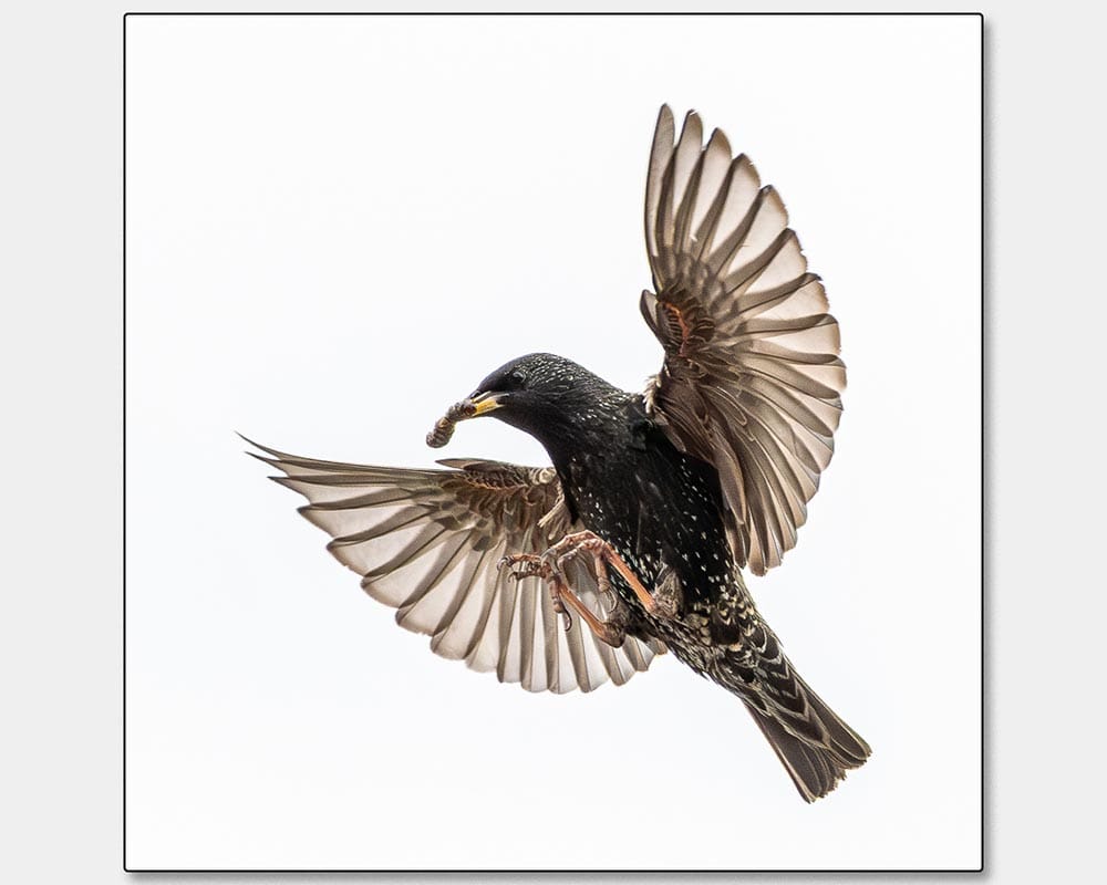 HC_David Gibbs_Starling - Deliveroo