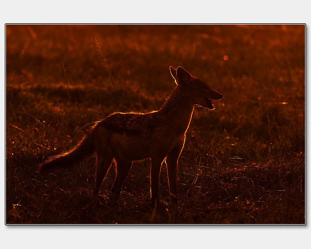 HC_Steve Gunn_Masai Mara Jackal in the Early Morning Light