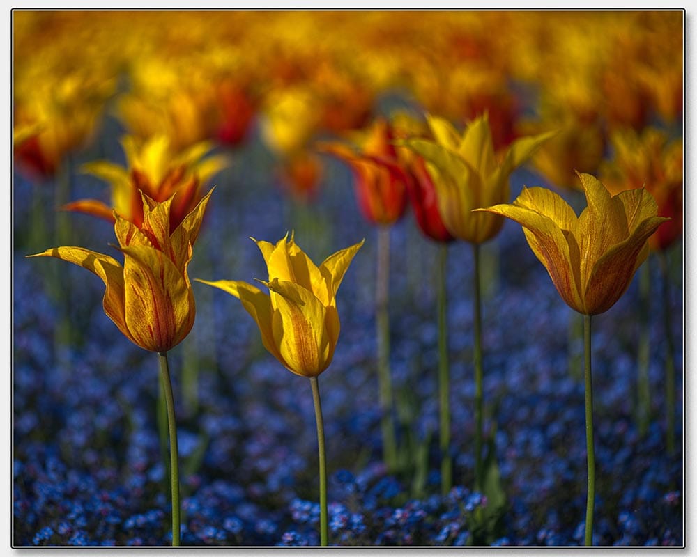 Hot Tulips
