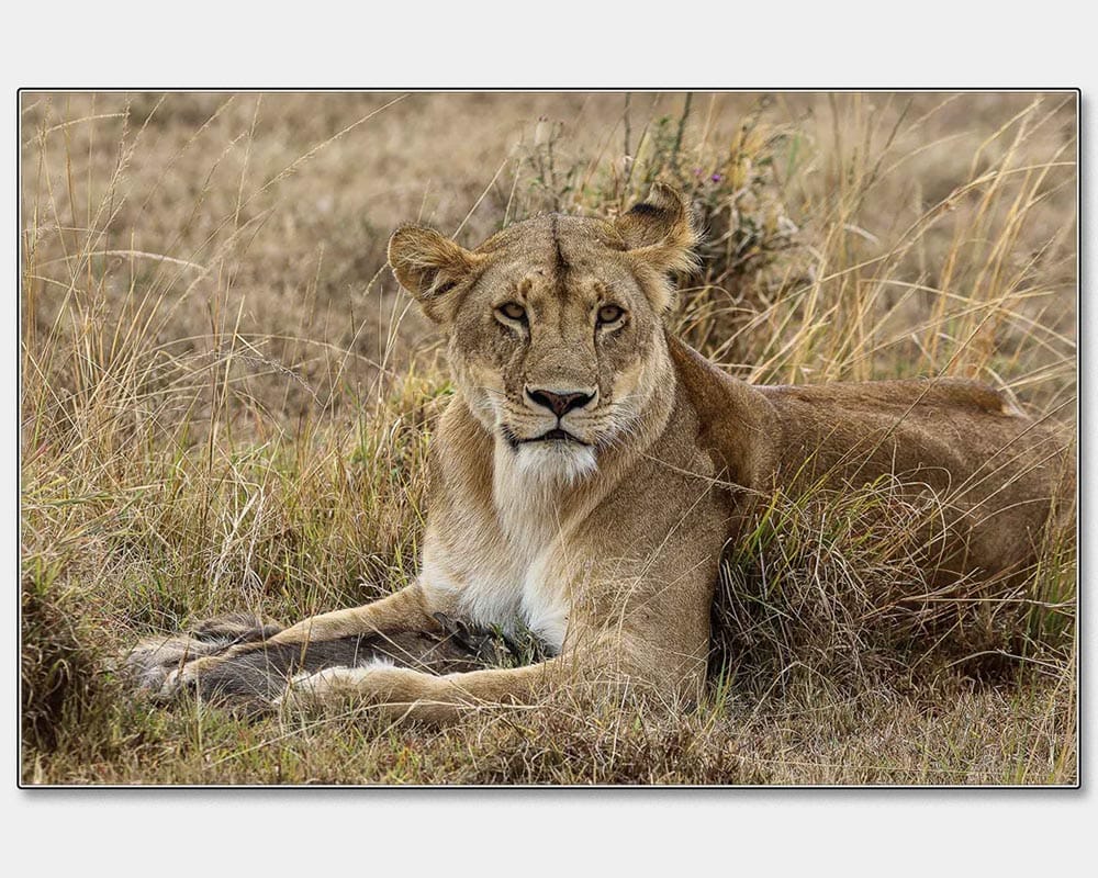 Highly Commended_Peter Carter_Been Hunting