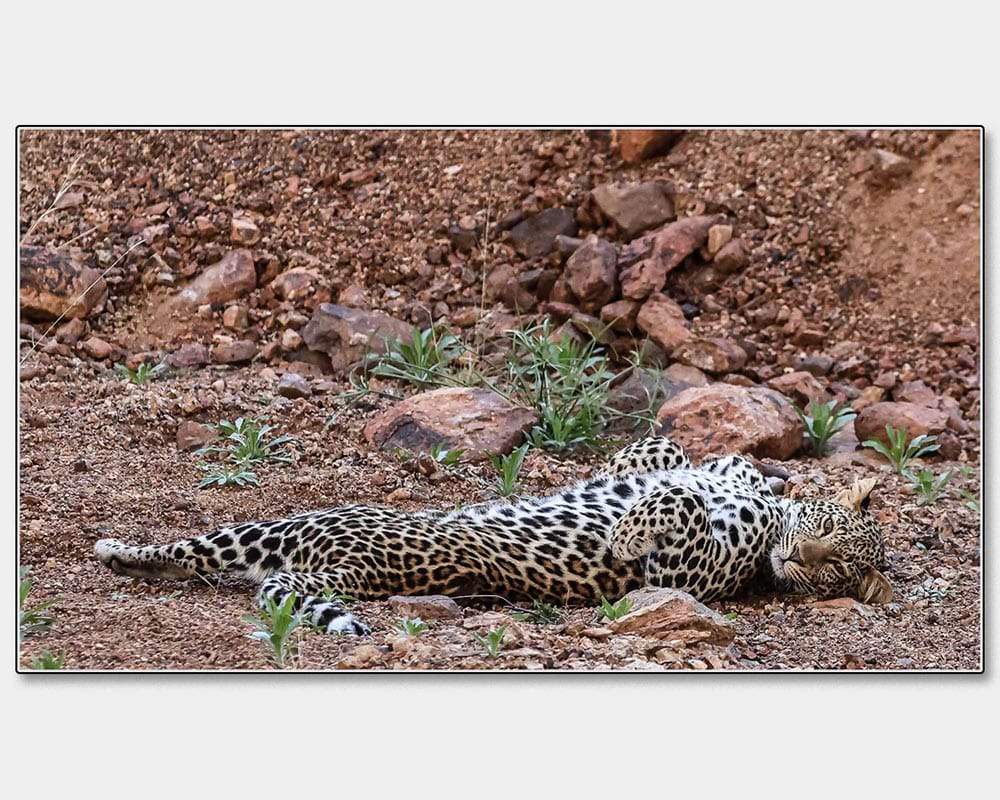 Highly Commended_Peter Carter_Just Chilling