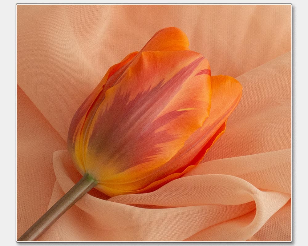 Janet Dell_Blushing Beauty