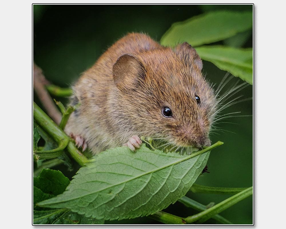 Janet Dell_Little Bank Vole