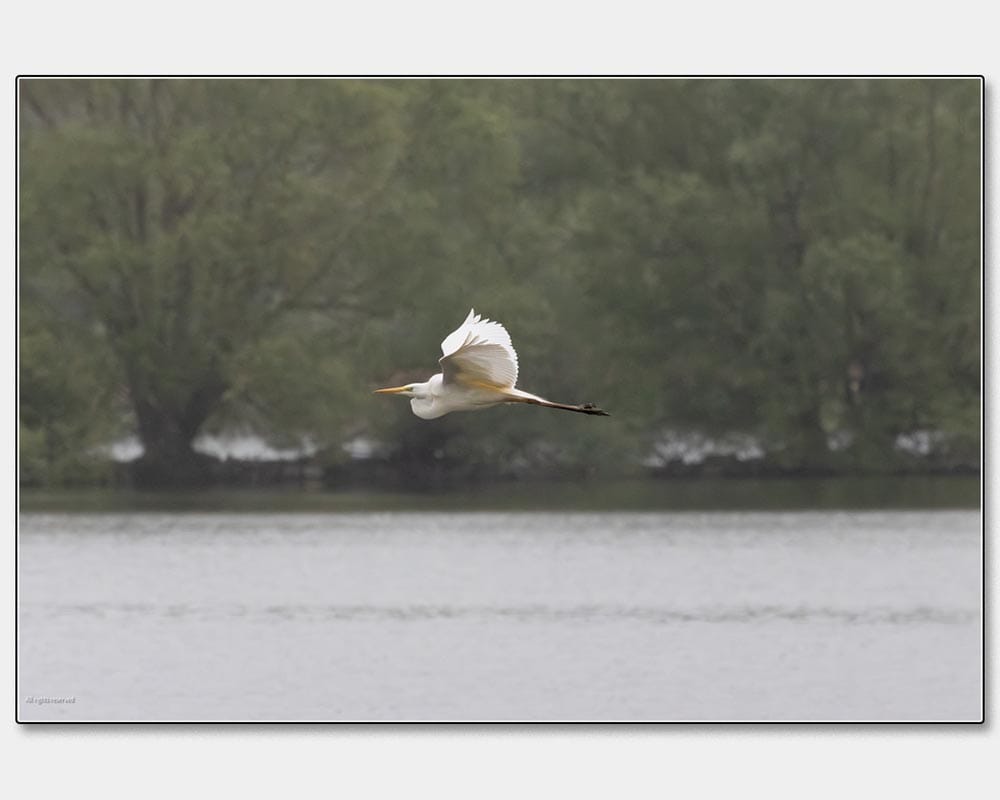 Martin Hommel_Great Egret In Flight
