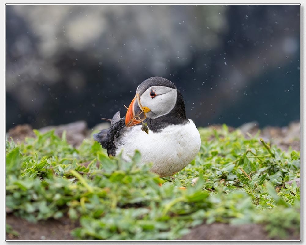 Rachel Watts_Atlantic Puffin
