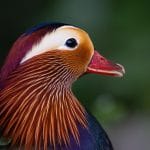 Rachel Watts_Mandarin Duck