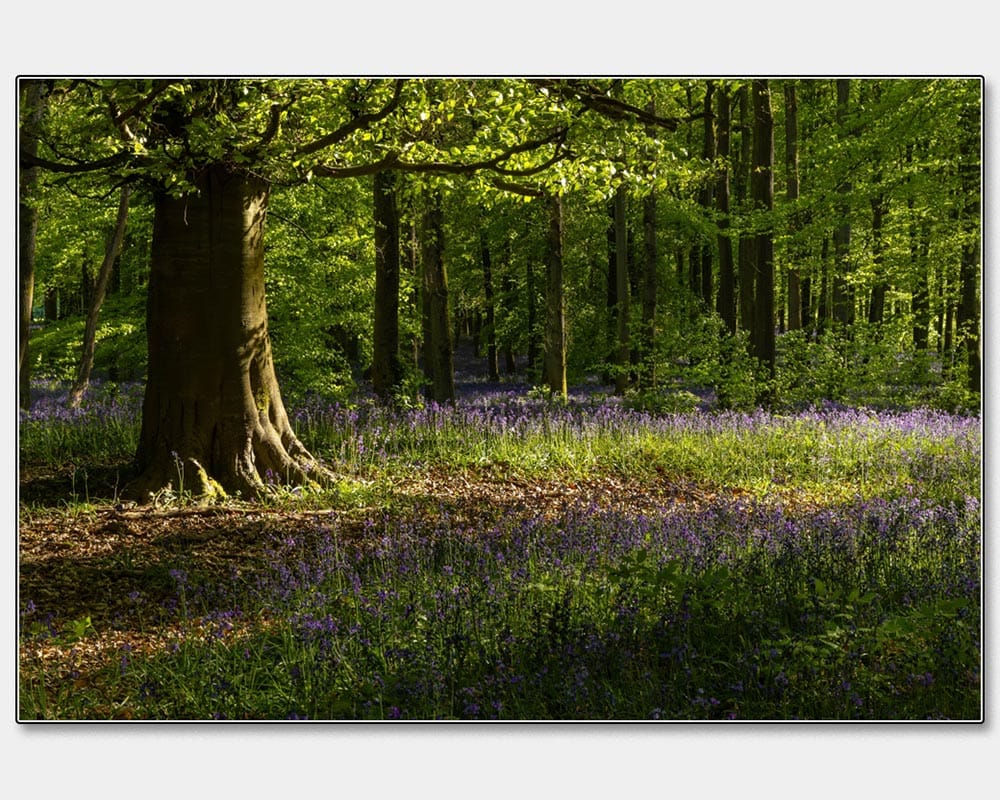 Rachel Watts_The Bluebell Woods