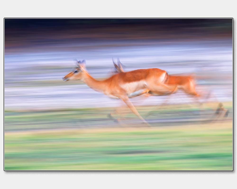 Steve Gunn_Red Lechwe Cantering By