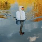 Tony Cashen_Another B Swan