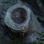 Mike Ward_O as tree bole