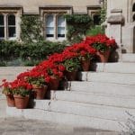 Carol Haines_Oriel College Garden Geraniums