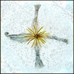 19_Mike Ward_Clematis flower in ice